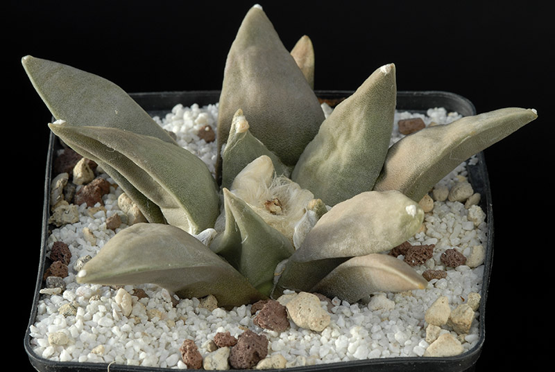 Ariocarpus retusus v. furfuraceus Cm. 11 € 72,00.jpg